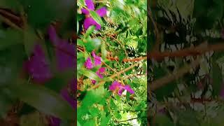 flowers blooming