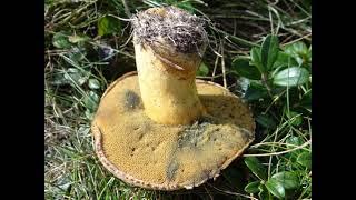 Suillus variegatus