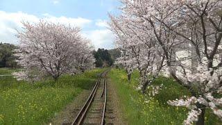 4K cab view - Cherry & Rape blossoms!Beautiful spring Isumi Line Ohara to Kazusanakano,Chiba pref,JP