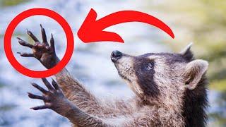 Amazing Facts About Raccoons That Will Change The Way You Look At Them ️