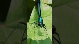 Shiny Metallic Flutter. Ig: StevieGeisel Ebony Jewelwing Damselfly.#nature #macro #photography