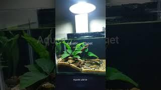molly planted tank molly  aquarium #molly #mollyfish #plantedtank #fish #aquarium #plantedaquarium