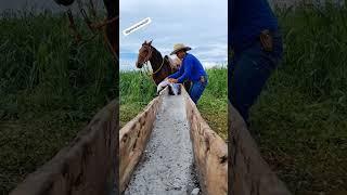 colocando sal para o gado #lidadegado #gado #fazenda