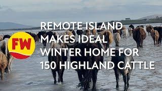 Remote island makes ideal winter home for 150 Highland cattle