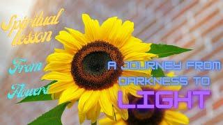 Spiritual Lesson From Flowers - A Journey from Darkness To Light || Ascending Dove