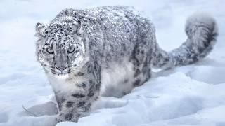 SNOW LEOPARD | IRBIS ─ The Shadow Hunter of The Himalayan Mountains