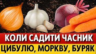 ПІД ЗИМУ у ЛИСТОПАДІ 2024. Коли саджати часник, цибулю, моркву, буряк у листопаді 2024 в Україні