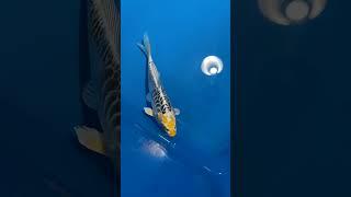 YELLOW DRAGON  new addition to the koi collection #koi #koipond