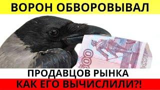 Хитрый ворон воровал деньги у продавцов рынка. Интересные новости