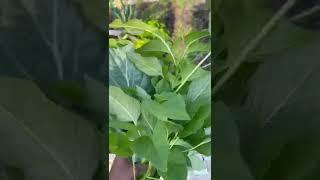Harvesting Leafy Greens from my garden