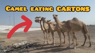 CAMEL EATING CARTONS #JAYSONvlogs# Jayson Vlogs