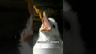 The defense technique of the fulmar bird when it feels threatened #shorts