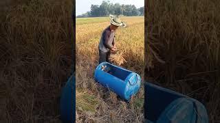 Simple way to harvest rice. #visitani #farmers