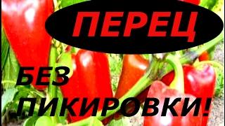 ПЕРЕЦ БЕЗ ПИКИРОВКИ ! СУПЕР СПОСОБ ПОСАДКИ ПЕРЦА !