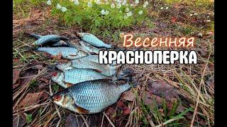 Таскаю красноперку на удочку! Рыбалка в Нижегородской области