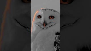 The Owl – See Through the Darkness | Wisdom in Silence
