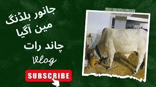 Chand Raat | Eid Ul Adha 2023 | Bakra Eid 2023 | Janwar Building Me Agaya | Cow Lovers | Bakra