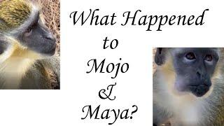 What Happened to Mojo & Maya?