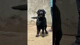 Dolly of sikri kennel #labrador #love #labradorlovers #video #labradorretriever #trending #shorts