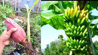 How to grow a banana from buds - Amazing skill planting