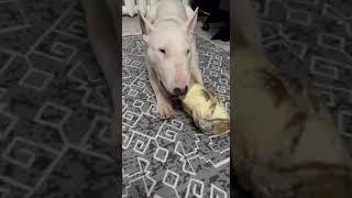 Bull Terrier is eating