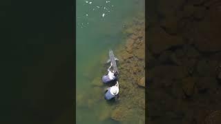Idaho giant, how big do you think this fish is? #fishing #fish #idaho #outdoors #sturgeon
