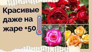 9 самых красивых и надежных роз для жаркого климата | Розы для юга