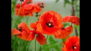 Herb of the Week : Poppy