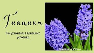 Как ухаживать за гиацинтом в домашних условиях