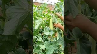 Cucumbers 101