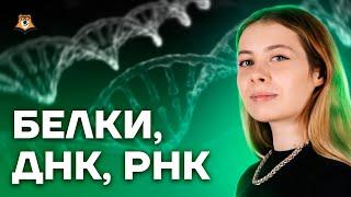 Белки, ДНК, РНК: основы | Биология ЕГЭ для 10 класса | Умскул