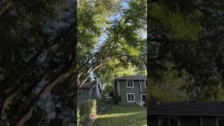 Up in the branches again  #tree #treeservicesnearme #treeservice #treecare