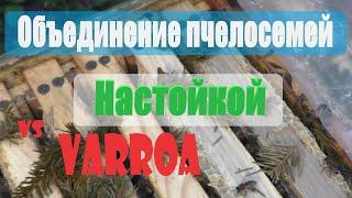 Объединение пчелосемей настойкой