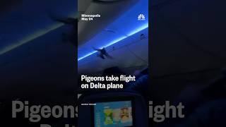 Pigeons take flight on Delta plane