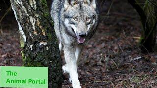 Return of the European Wolf - Nature Documentary