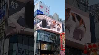 3D cat has appeared on a billboard in Shinjuku Tokyo #shorts