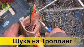 Удачная ловля щуки троллингом на воблер с лодки р. Десна