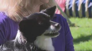 Ellicott City dog Nimble wins Westminster Dog Show agility contest