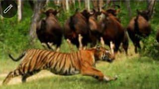 Tiger attacking a group of Indian Gaur.