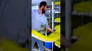 Growing Grass in Factory for Animals.#shorts #trending #viralshorts #facts