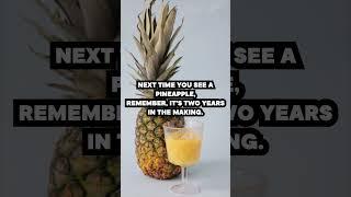 Did You Know?  Pineapples Take TWO YEARS to Grow! #facts #science #wildlife