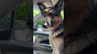 German shepherd does SCHOOL PICK UP! #germanshepherd  #shorts