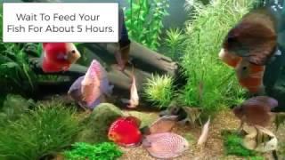 Acclimating Tropical Fish From Wattley Discus
