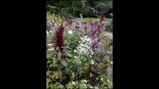 Nature Unleashed – Color, Calm, and Wonder #garden #flowers#shorts#natureshorts