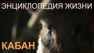 Кабан. Энциклопедия жизни. Wild boar. Encyclopedia of Life. | Film Studio Aves