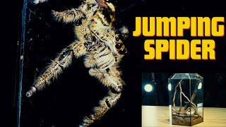 The DEADLY Jumping Spider You Never Knew Existed