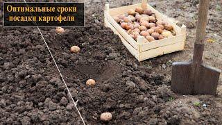 Сроки посадки картофеля