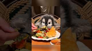ahhh, the little penguin is hungry #cute #adorable #pet #penguin #babyanimals #fluffy #cuteanimal