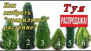 Как правильно купить декоративное растение. На что обращать внимание, и чего не делать! РАСПРОДАЖА!