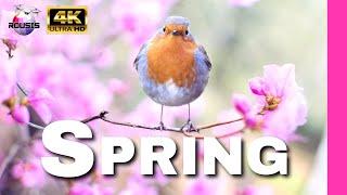 Spring Time 4K Relaxation Film [Nature Video]